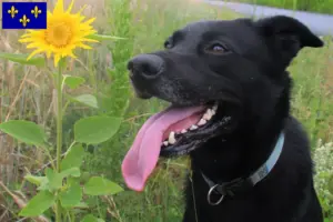 Lire la suite à propos de l’article Éleveurs de chiens de Taïwan et chiots en Île-de-France