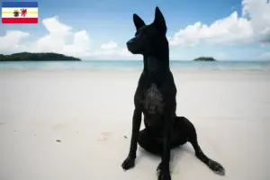 Lire la suite à propos de l’article Éleveurs de chiens taiwanais et chiots dans le Mecklembourg-Poméranie occidentale