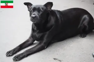 Lire la suite à propos de l’article Éleveurs de chiens de Taiwan et chiots en Rhénanie du Nord-Westphalie
