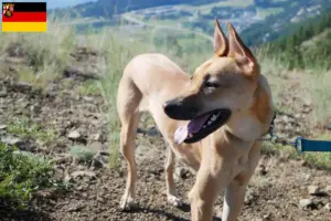 Lire la suite à propos de l’article Éleveurs de chiens de Taiwan et chiots en Rhénanie-Palatinat