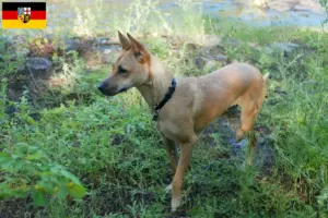 Lire la suite à propos de l’article Éleveurs de chiens taiwanais et chiots en Sarre