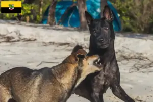 Lire la suite à propos de l’article Éleveurs de chiens de Taiwan et chiots en Saxe-Anhalt