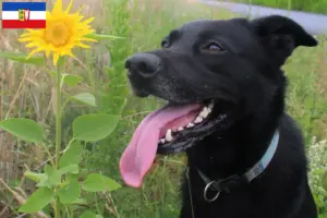 Lire la suite à propos de l’article Éleveurs de chiens de Taiwan et chiots dans le Schleswig-Holstein