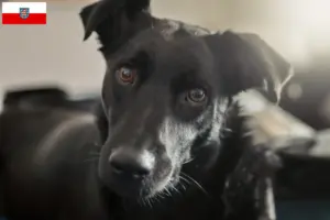 Lire la suite à propos de l’article Éleveurs de chiens de Taiwan et chiots en Thuringe