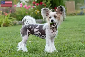 Lire la suite à propos de l’article Éleveurs de chiens chinois à crête et chiots aux États-Unis