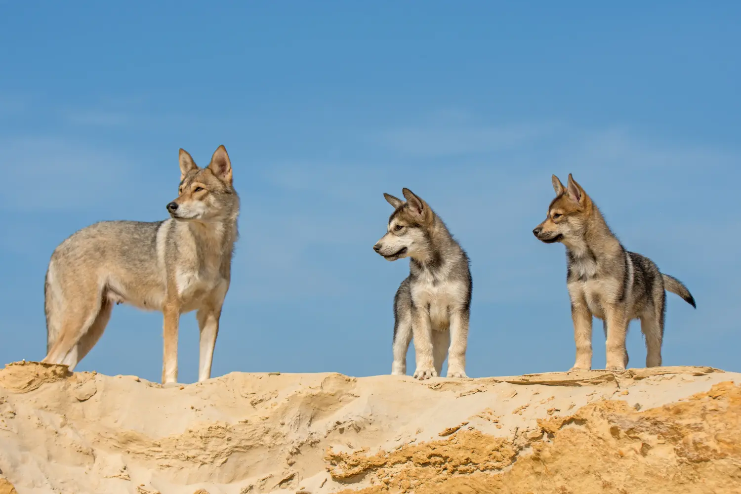 Acheter un chiot tamaskan, c'est prendre ses responsabilités ! Acheter des chiots tamaskan.