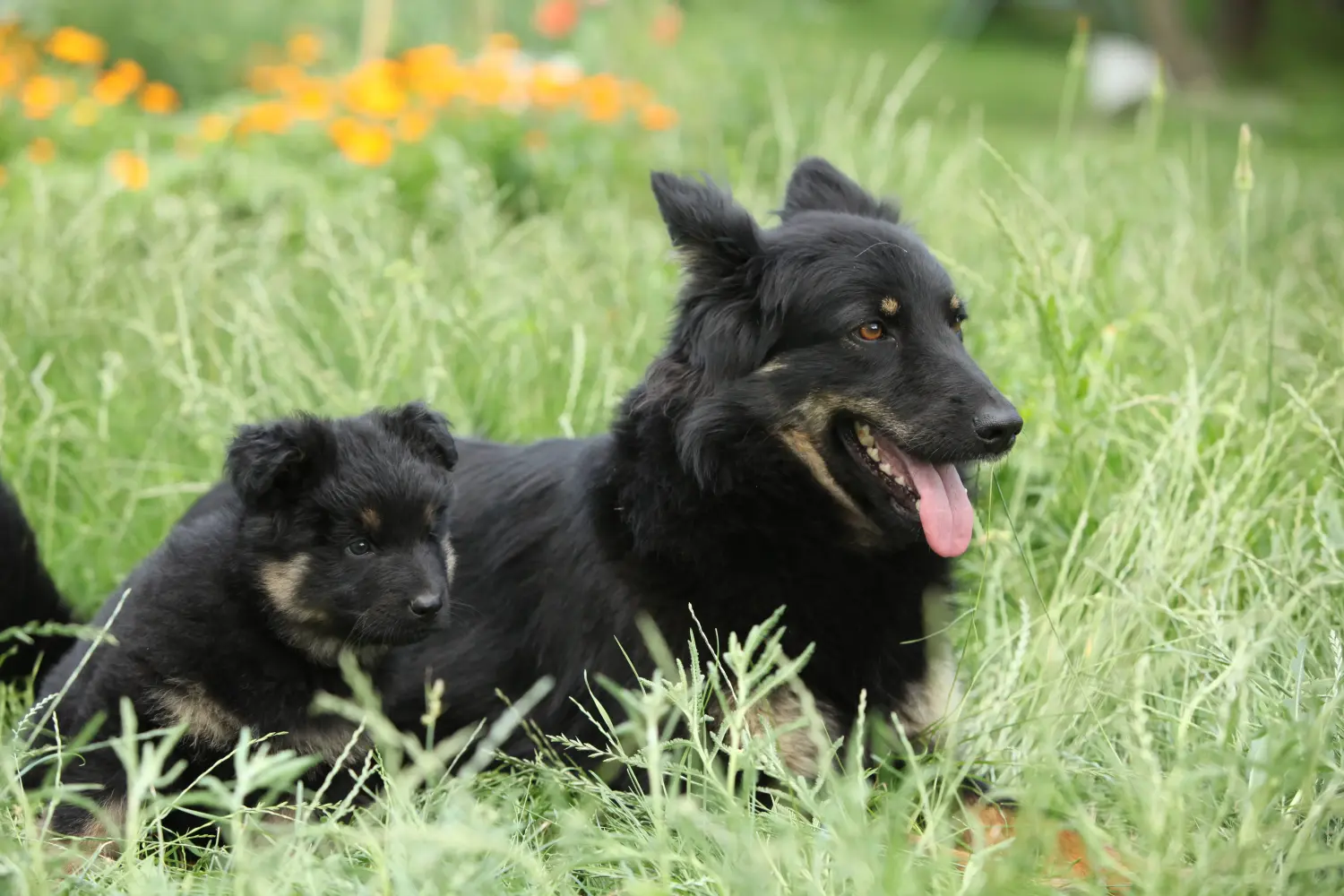 Acheter un chiot Chodský pes, c'est prendre ses responsabilités ! Acheter des chiots Chodský pes.