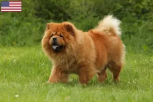 Lire la suite à propos de l’article Éleveurs de Chow-Chow et chiots aux États-Unis