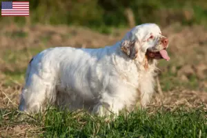 Lire la suite à propos de l’article Éleveurs de Clumber Spaniel et chiots aux États-Unis