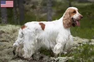 Lire la suite à propos de l’article Cocker anglais éleveurs et chiots aux États-Unis