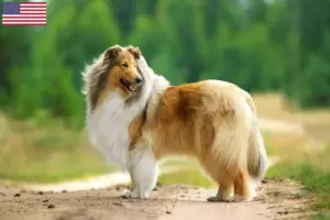 Lire la suite à propos de l’article Éleveurs de colleys et chiots aux États-Unis