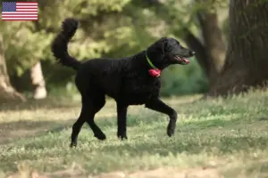 Lire la suite à propos de l’article Éleveurs de Retrievers à poil bouclé et chiots aux États-Unis