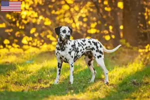 Lire la suite à propos de l’article Éleveurs de dalmatiens et chiots aux États-Unis