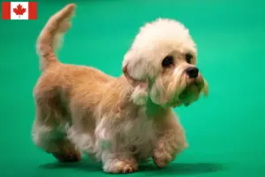 Lire la suite à propos de l’article Dandie Dinmont Terrier éleveurs et chiots au Canada