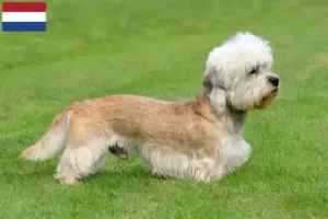 Lire la suite à propos de l’article Dandie Dinmont Terrier éleveurs et chiots aux Pays-Bas