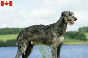Lire la suite à propos de l’article Éleveurs de Deerhounds et chiots au Canada