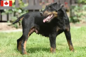 Lire la suite à propos de l’article Éleveurs de Terriers de chasse allemands et chiots au Canada