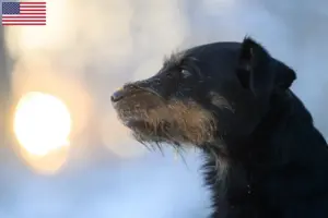 Lire la suite à propos de l’article Éleveurs de Terriers de chasse allemands et chiots aux États-Unis