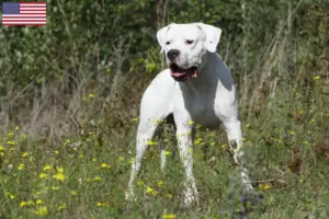 Lire la suite à propos de l’article Éleveurs de Dogo Argentino et chiots aux États-Unis