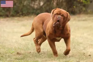 Lire la suite à propos de l’article Éleveurs de dogues de Bordeaux et chiots aux États-Unis