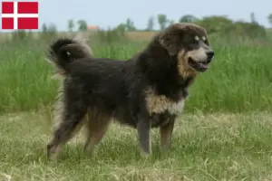 Lire la suite à propos de l’article Éleveurs de dogues du Tibet et chiots au Danemark
