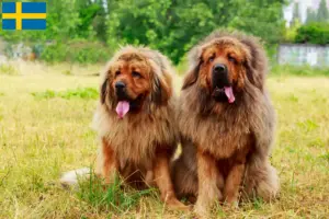 Lire la suite à propos de l’article Éleveurs de dogues du Tibet et chiots en Suède