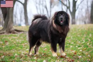 Lire la suite à propos de l’article Éleveurs de dogues du Tibet et chiots aux États-Unis