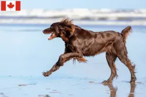Lire la suite à propos de l’article Éleveurs et chiots à poil long allemands au Canada