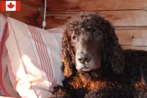 Lire la suite à propos de l’article Éleveurs d’Irish Water Spaniel et chiots au Canada