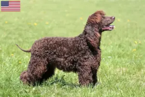 Lire la suite à propos de l’article Éleveurs d’Irish Water Spaniel et chiots aux États-Unis