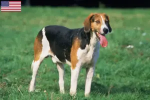 Lire la suite à propos de l’article Éleveurs de Foxhounds anglais et chiots aux États-Unis