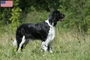 Lire la suite à propos de l’article Éleveurs d’English Springer Spaniel et chiots aux États-Unis
