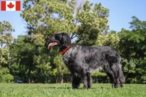 Lire la suite à propos de l’article Éleveurs d’Epagneul Bleu de Picardie et chiots au Canada