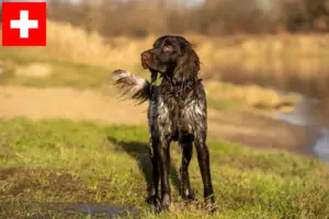 Lire la suite à propos de l’article Éleveurs d’épagneuls de chasse polonais et chiots en Suisse