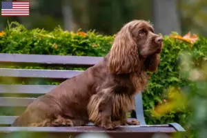Lire la suite à propos de l’article Éleveurs d’épagneuls du Sussex et chiots aux États-Unis
