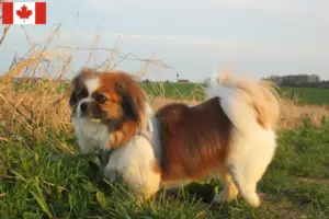 Lire la suite à propos de l’article Éleveurs d’épagneuls du Tibet et chiots au Canada
