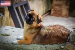 Lire la suite à propos de l’article Éleveurs d’épagneuls du Tibet et chiots aux États-Unis