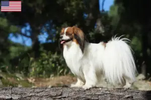 Lire la suite à propos de l’article Éleveurs d’épagneuls nains continentaux et chiots aux États-Unis