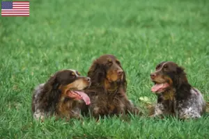 Lire la suite à propos de l’article Éleveurs d’Épagneul Picard et chiots aux États-Unis