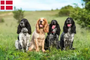 Lire la suite à propos de l’article Éleveurs d’épagneuls russes et chiots au Danemark