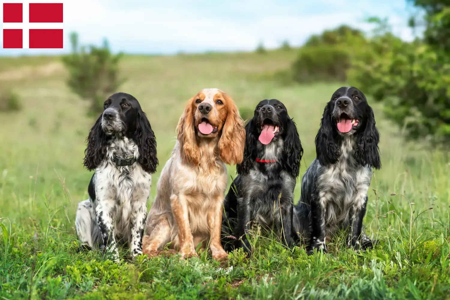 Épagneul russe chiots et éleveurs Danemark Ici, tu trouveras des éleveurs de Russian Spaniels au Danemark.