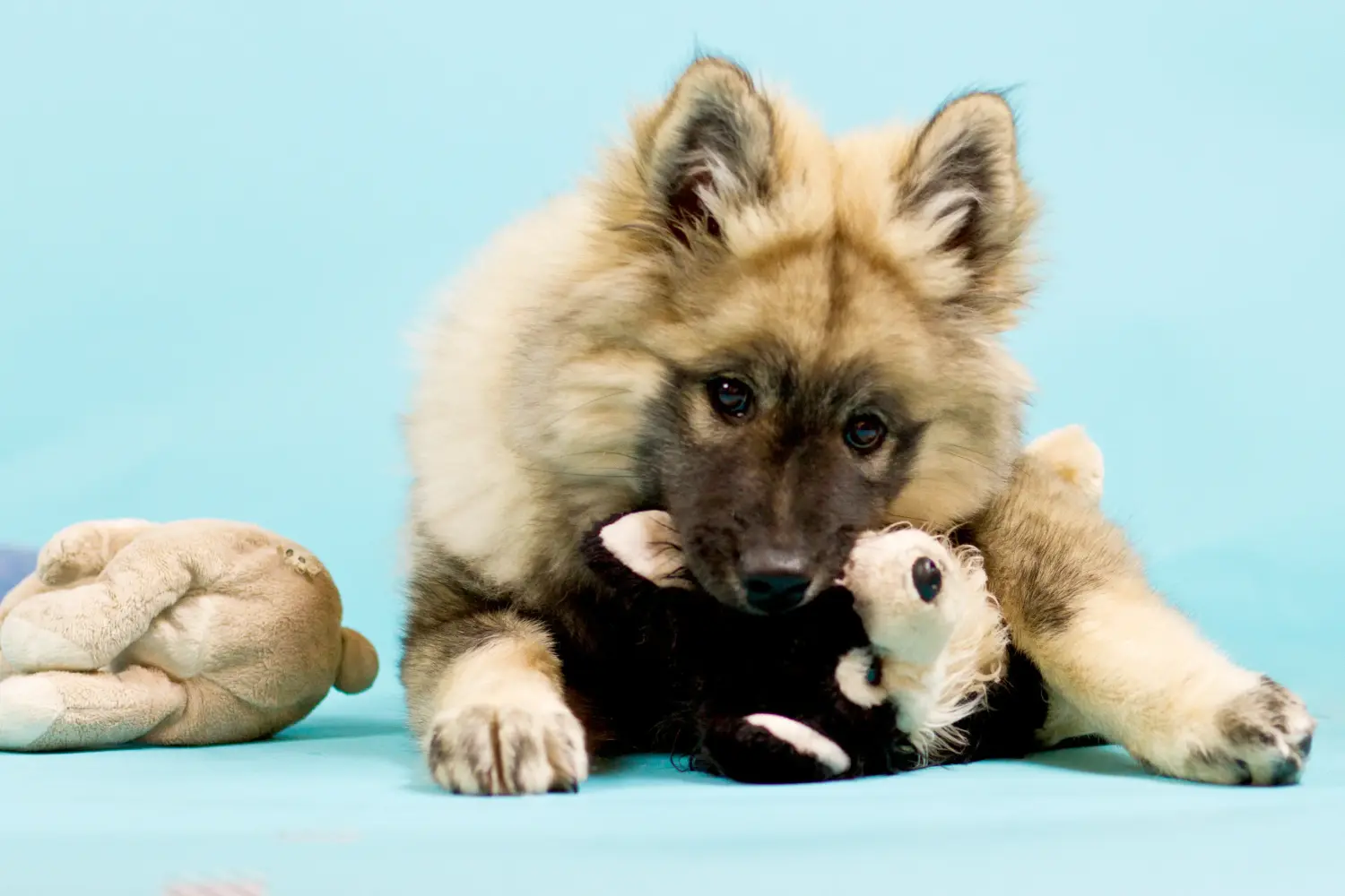 Acheter un chiot Eurasier, c'est prendre ses responsabilités ! Acheter des chiots Eurasier.