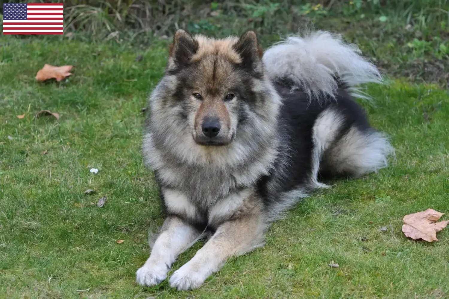 Eurasier chiots et éleveurs USA Ici, tu trouveras des éleveurs d'Eurasiers aux Etats-Unis.