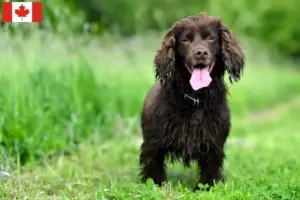 Lire la suite à propos de l’article Éleveurs de Field Spaniel et chiots au Canada