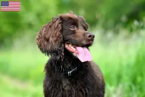 Lire la suite à propos de l’article Éleveurs de Field Spaniel et chiots aux États-Unis