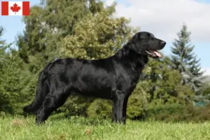 Lire la suite à propos de l’article Éleveurs de Flat Coated Retrievers et chiots au Canada