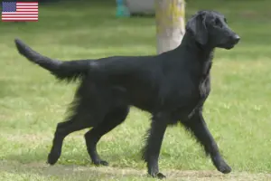 Lire la suite à propos de l’article Éleveurs de Flat Coated Retrievers et chiots aux États-Unis
