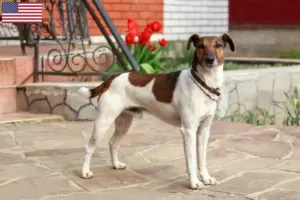 Lire la suite à propos de l’article Éleveurs de fox-terriers et chiots aux États-Unis