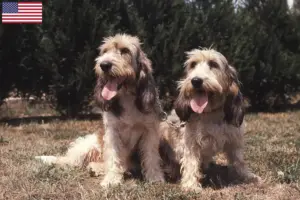Lire la suite à propos de l’article Grand Basset Griffon Vendéen Éleveurs et chiots aux États-Unis