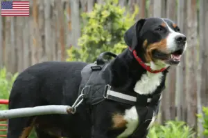 Lire la suite à propos de l’article Grand bouvier suisse éleveur et chiots aux Etats-Unis